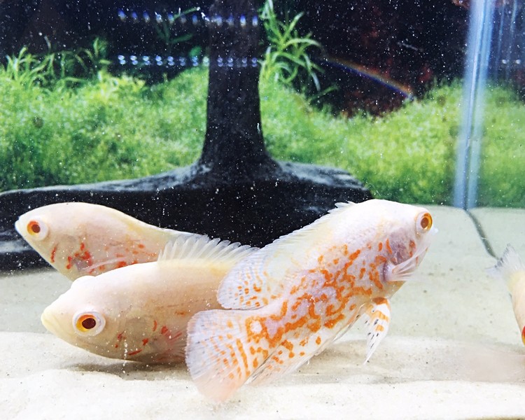 Albino Tiger Oscar ~ 7cm - 7.5cm